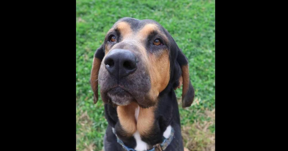 Enlarge RJ, a Adoptable mixed breed in Washington, DC image 1/6