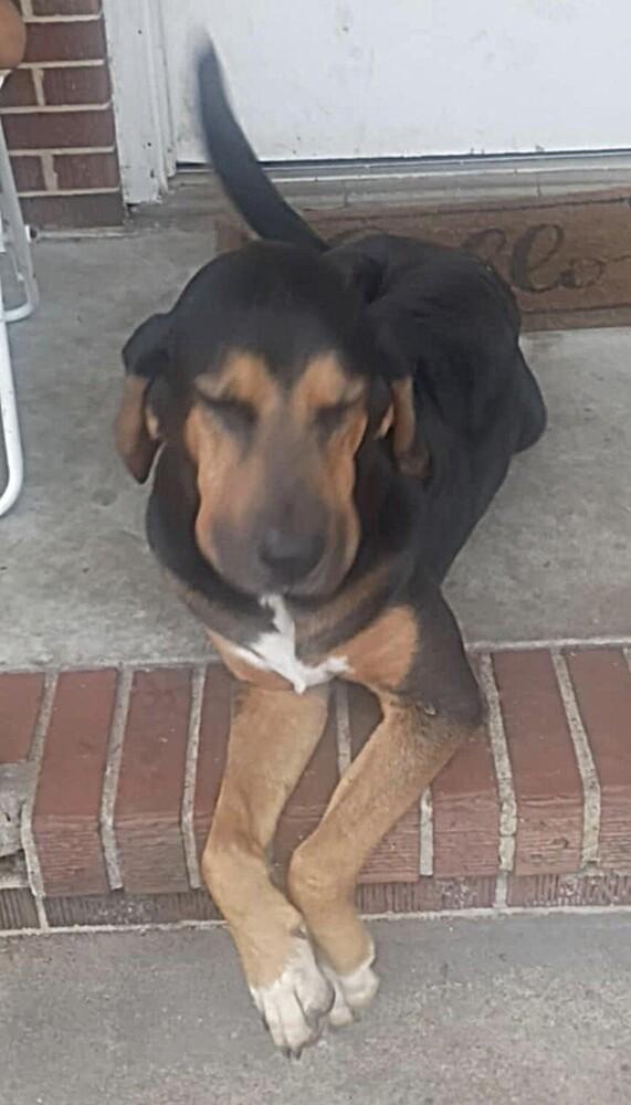 RJ, Adoptable, Young Male Black and Tan Coonhound.