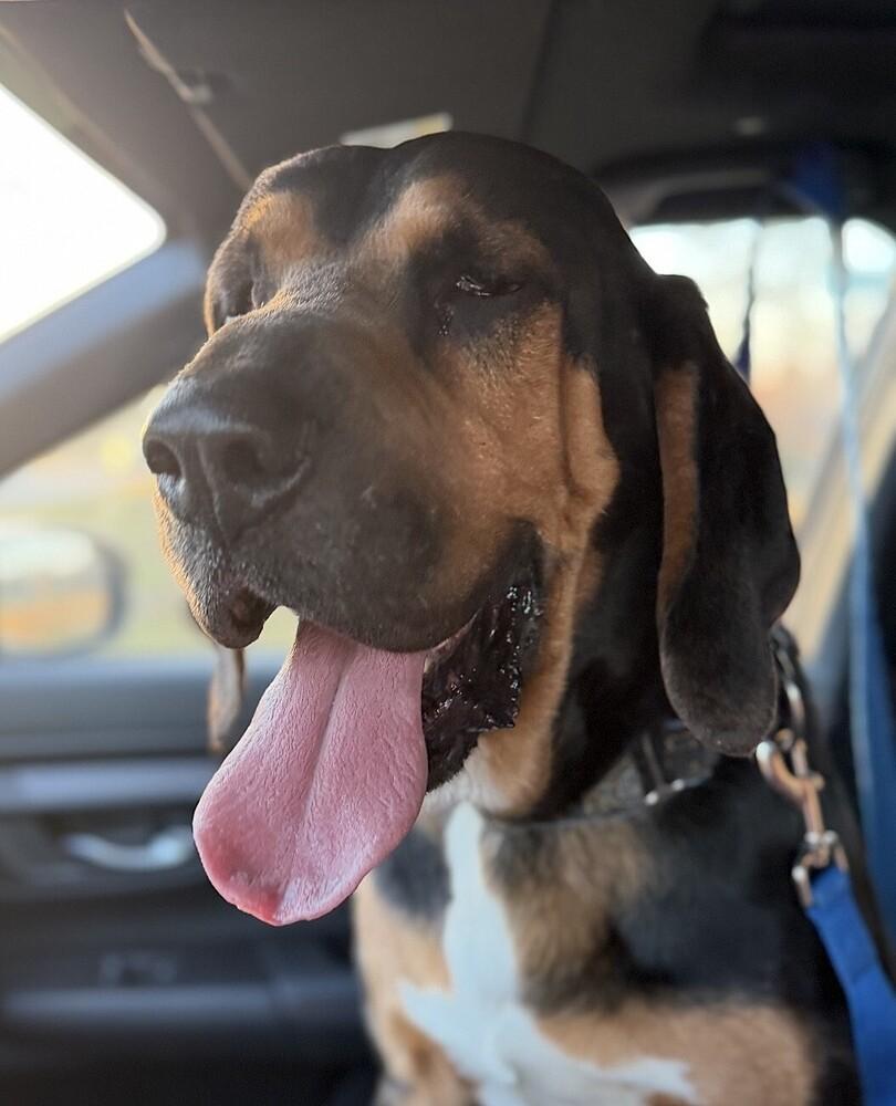 RJ, a Adoptable mixed breed in Washington, DC image 2/6