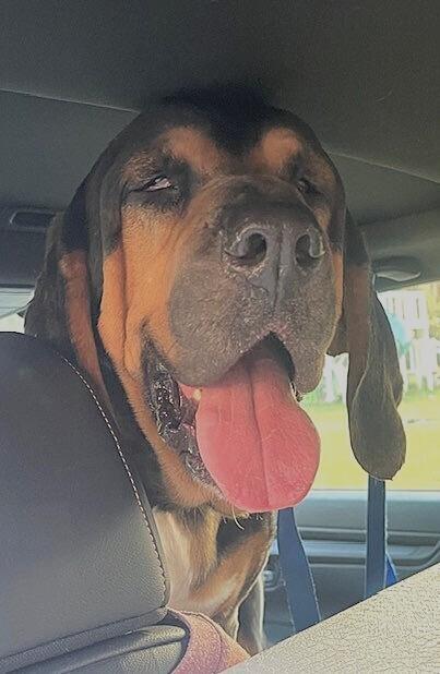 RJ, a Adoptable mixed breed in Washington, DC image 3/6