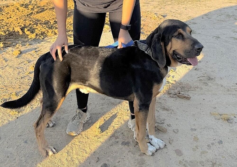 RJ, a Adoptable mixed breed in Washington, DC image 5/6