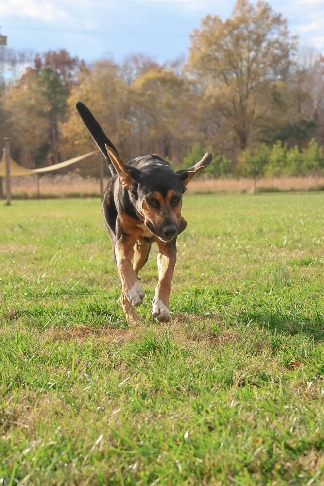 Enlarge RJ, a Adoptable mixed breed in Washington, DC image 5/6