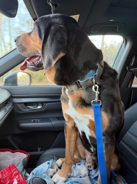 RJ, a Adoptable mixed breed in Washington, DC image 6/6