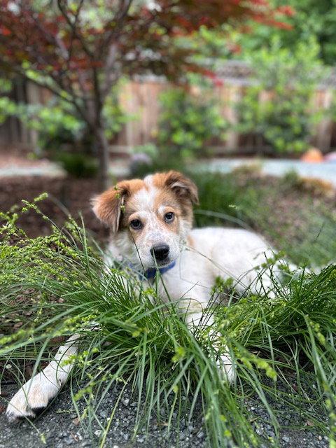 Tucker, Adopted, Young Male Australian Shepherd.