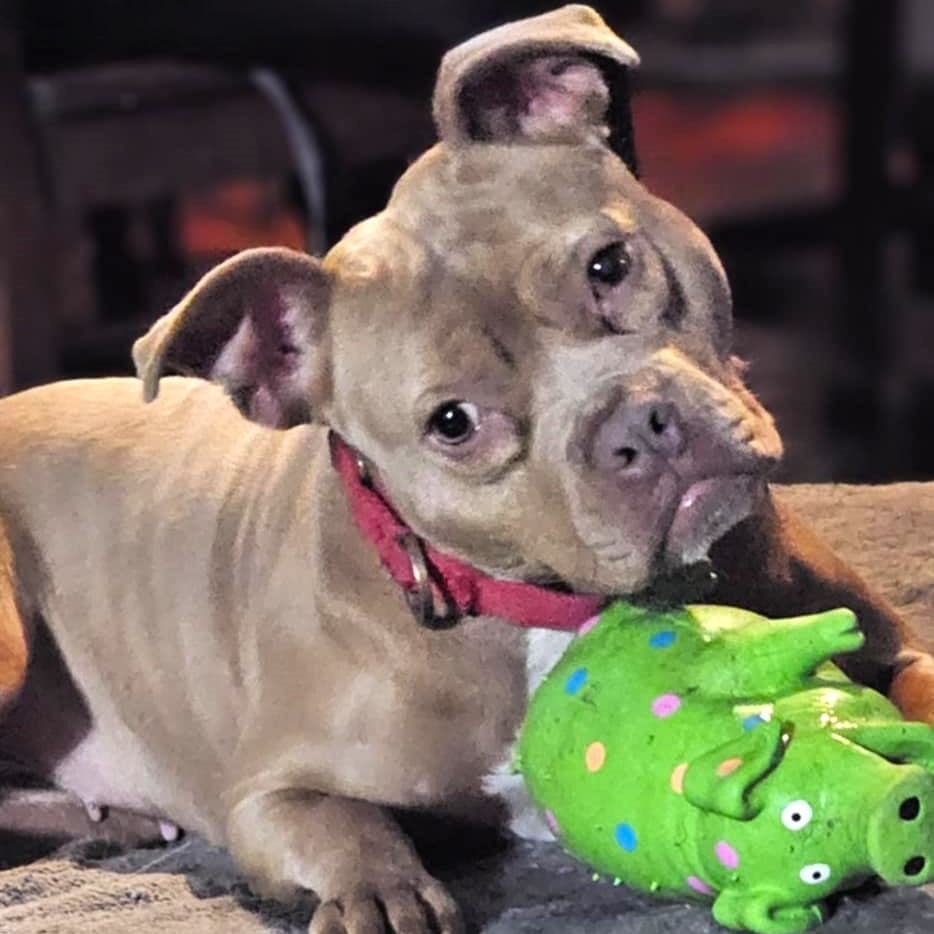 Enlarge PUNKY, a Adoptable mixed breed in Burton, MI image 3/6