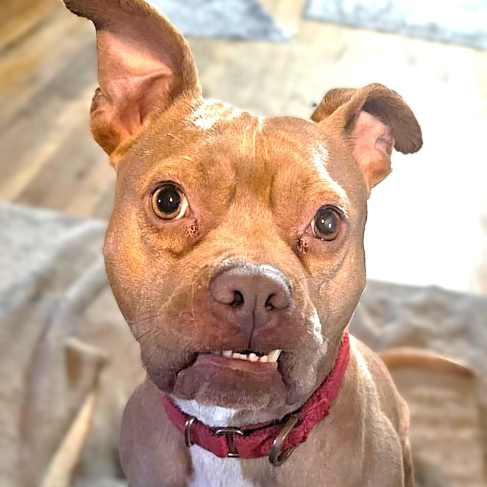 Enlarge PUNKY, a Adoptable mixed breed in Burton, MI image 1/6