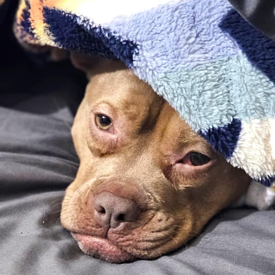 Enlarge PUNKY, a Adoptable mixed breed in Burton, MI image 6/6