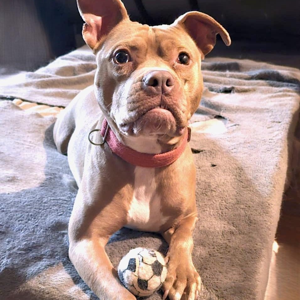 Enlarge PUNKY, a Adoptable mixed breed in Burton, MI image 5/6