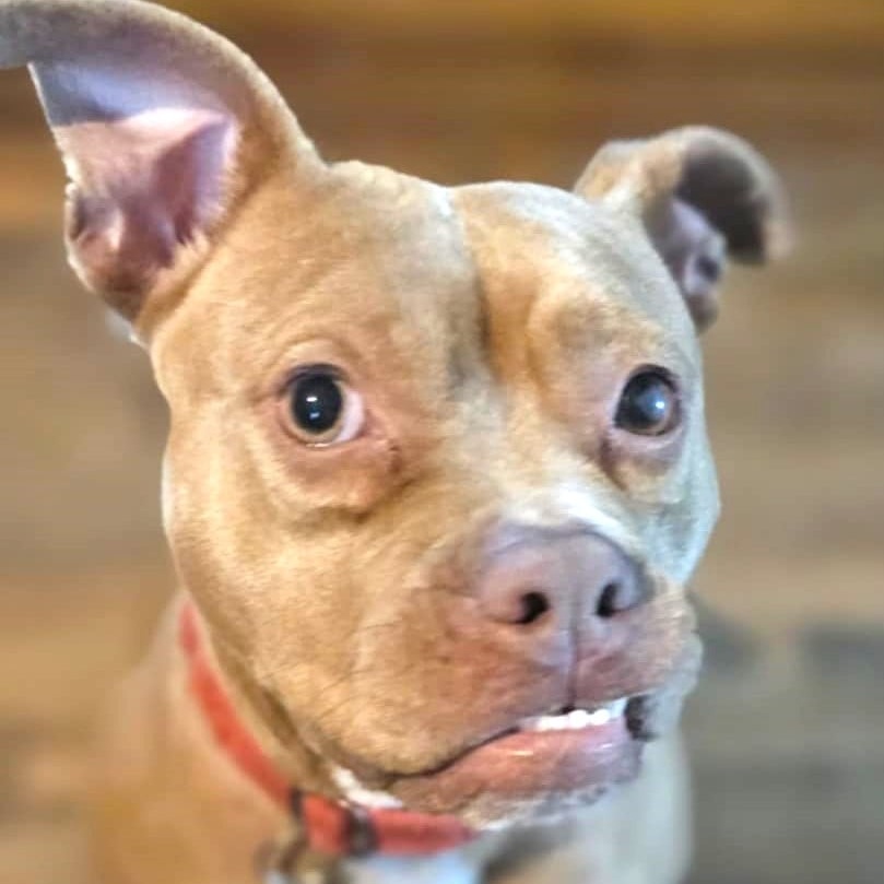 Enlarge PUNKY, a Adoptable mixed breed in Burton, MI image 4/6