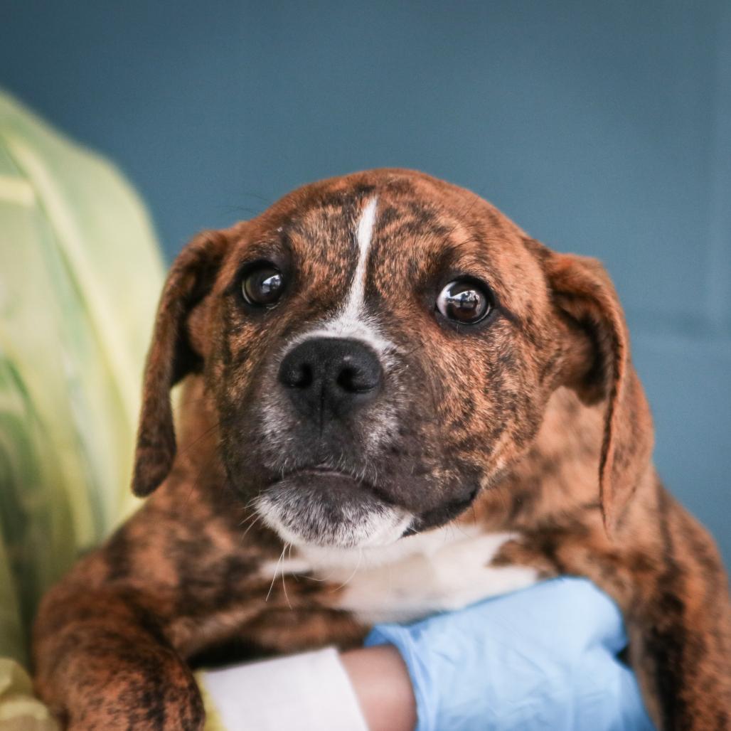 Richard, Adoptable, Puppy Male Boxer.