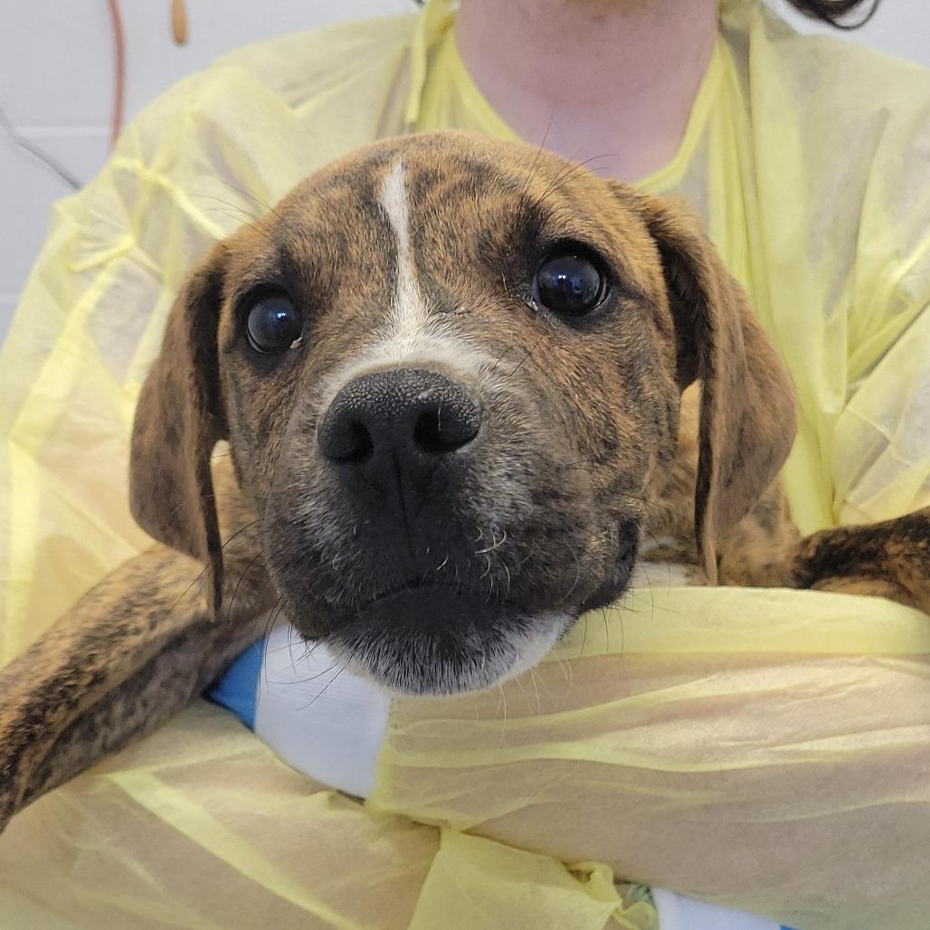 Enlarge Richard, a Adoptable mixed breed in Hattiesburg, MS image 2/2