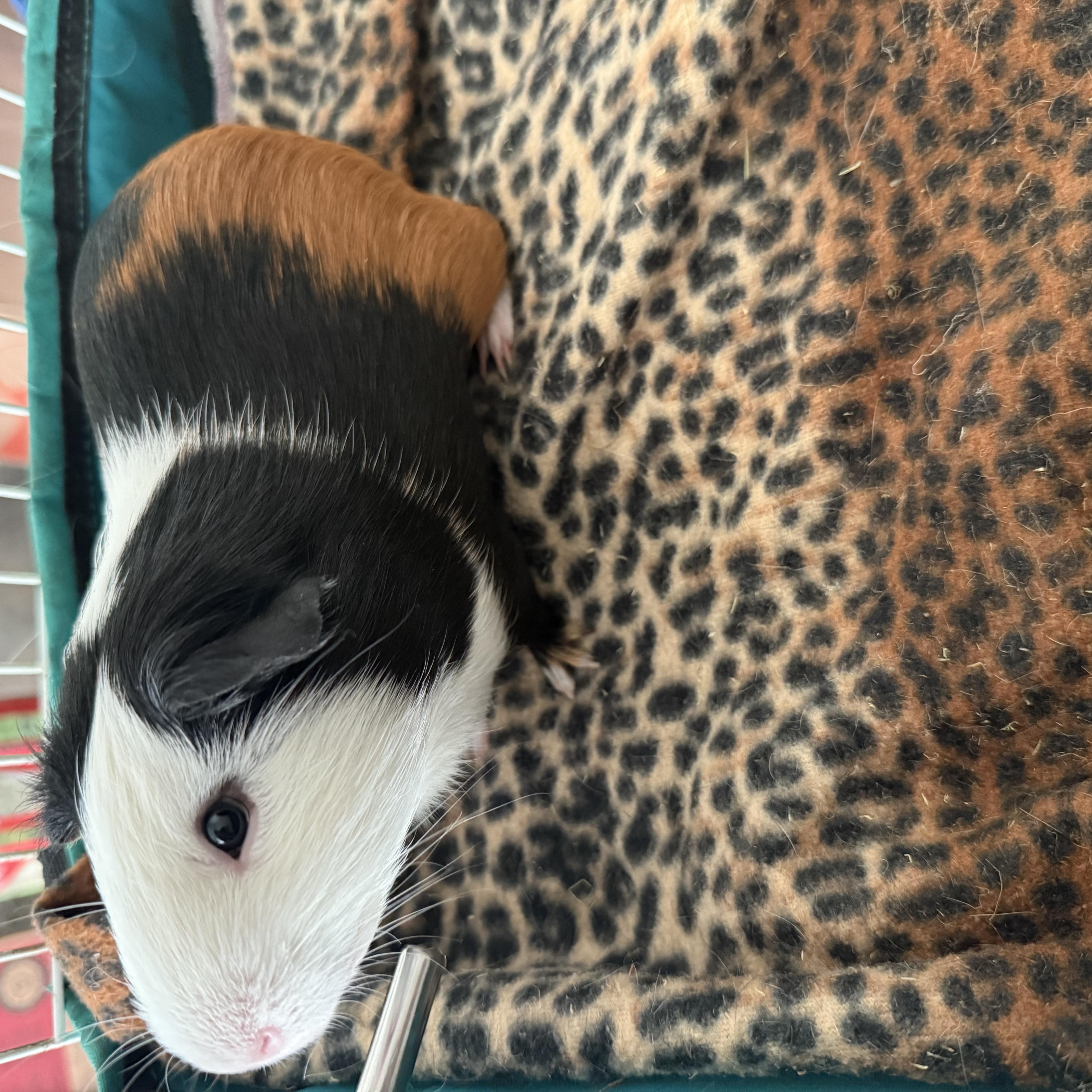 Enlarge Freddie Mercury, a ADOPTABLE Guinea Pig in Austin, TX image 2/3