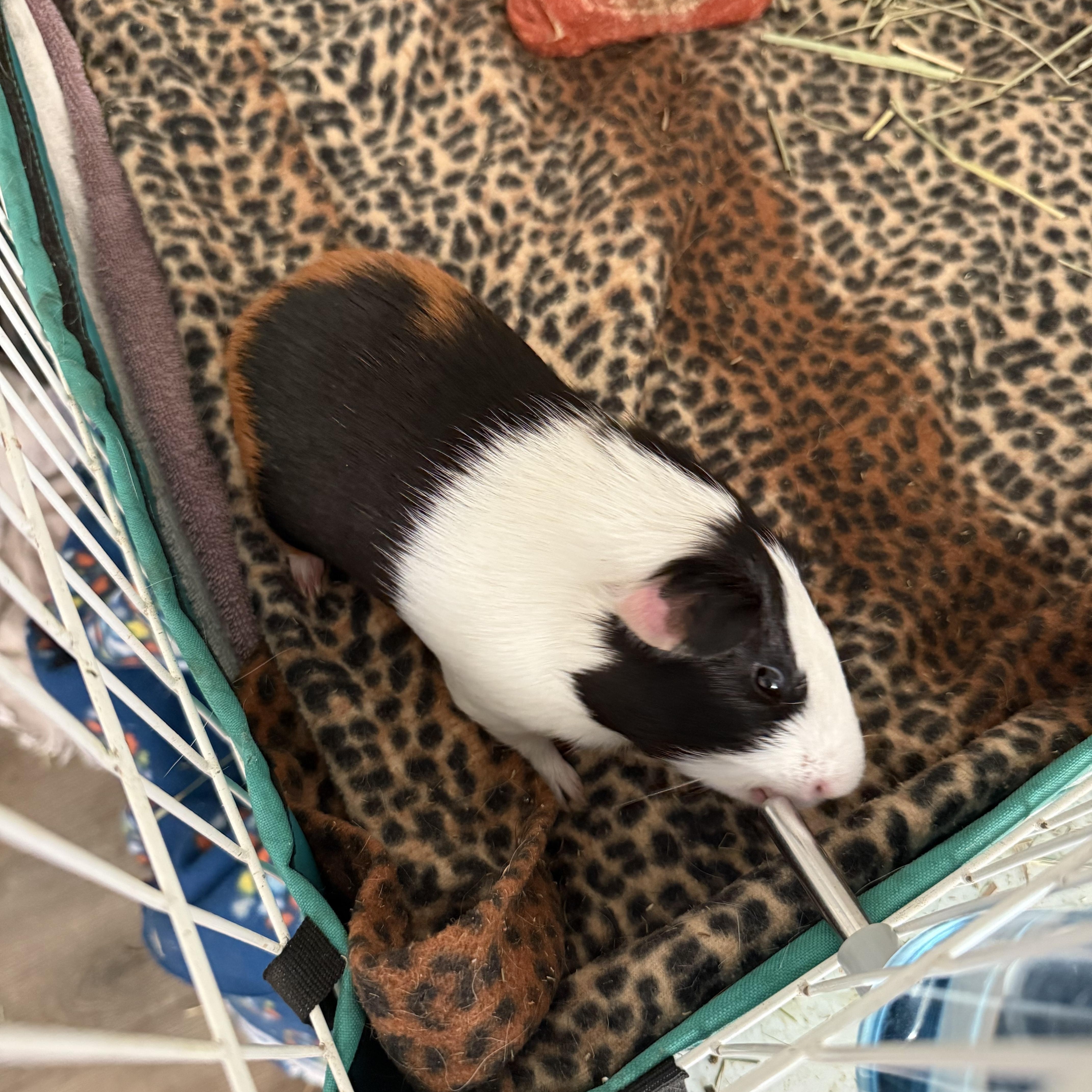 Enlarge Freddie Mercury, a ADOPTABLE Guinea Pig in Austin, TX image 1/3
