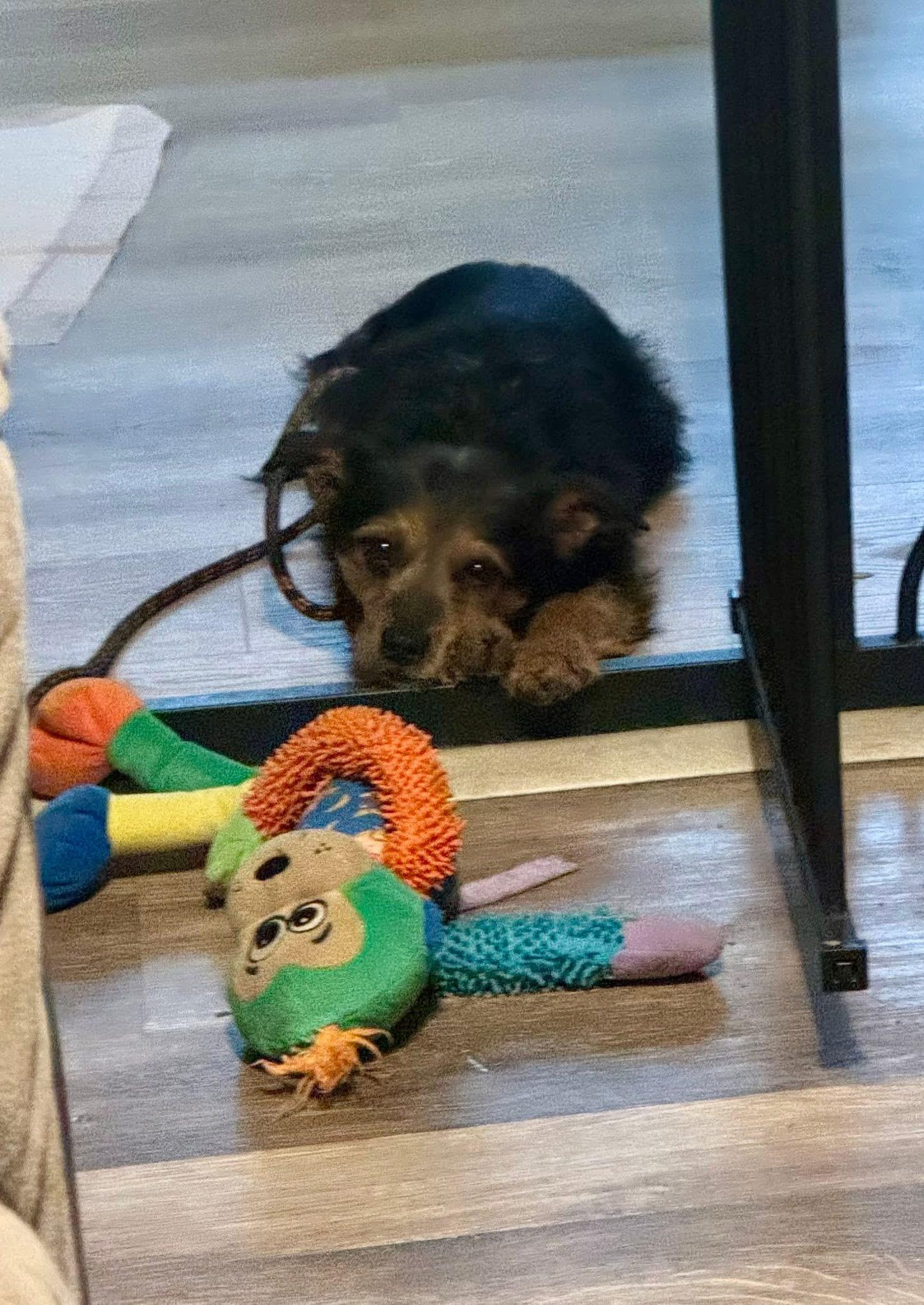 Enlarge Goji , a ADOPTABLE mixed breed in Yorktown, VA image 4/5