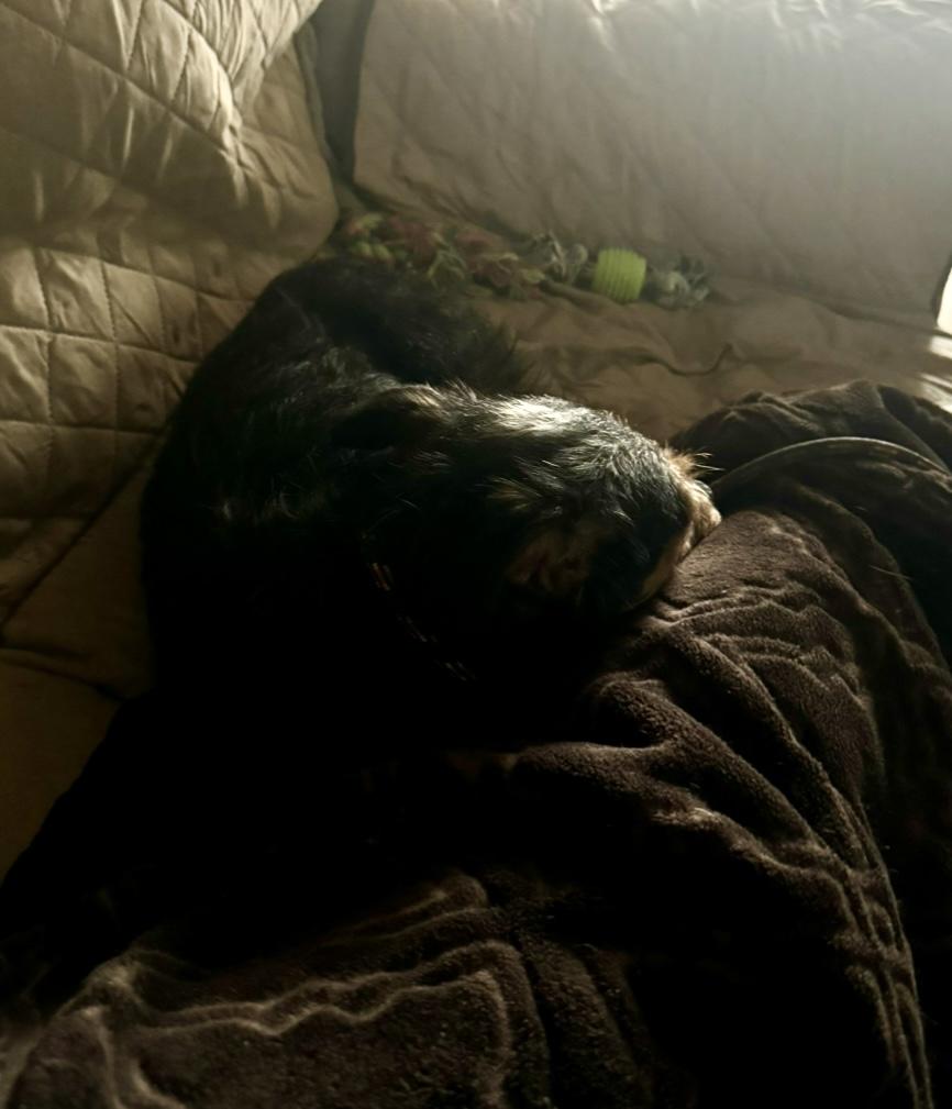 Enlarge Goji , a ADOPTABLE mixed breed in Yorktown, VA image 5/5