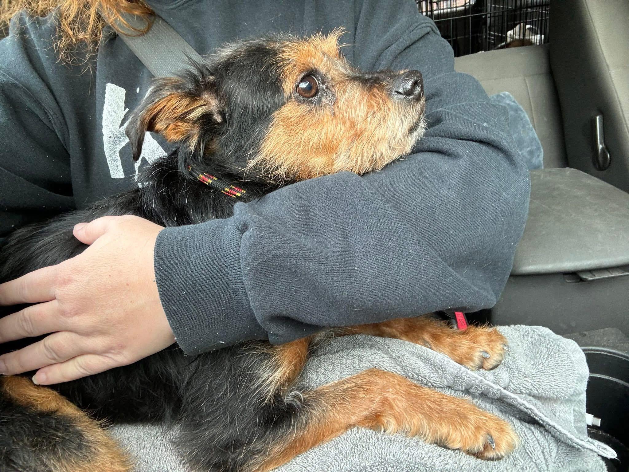 Enlarge Goji , a ADOPTABLE mixed breed in Yorktown, VA image 1/5