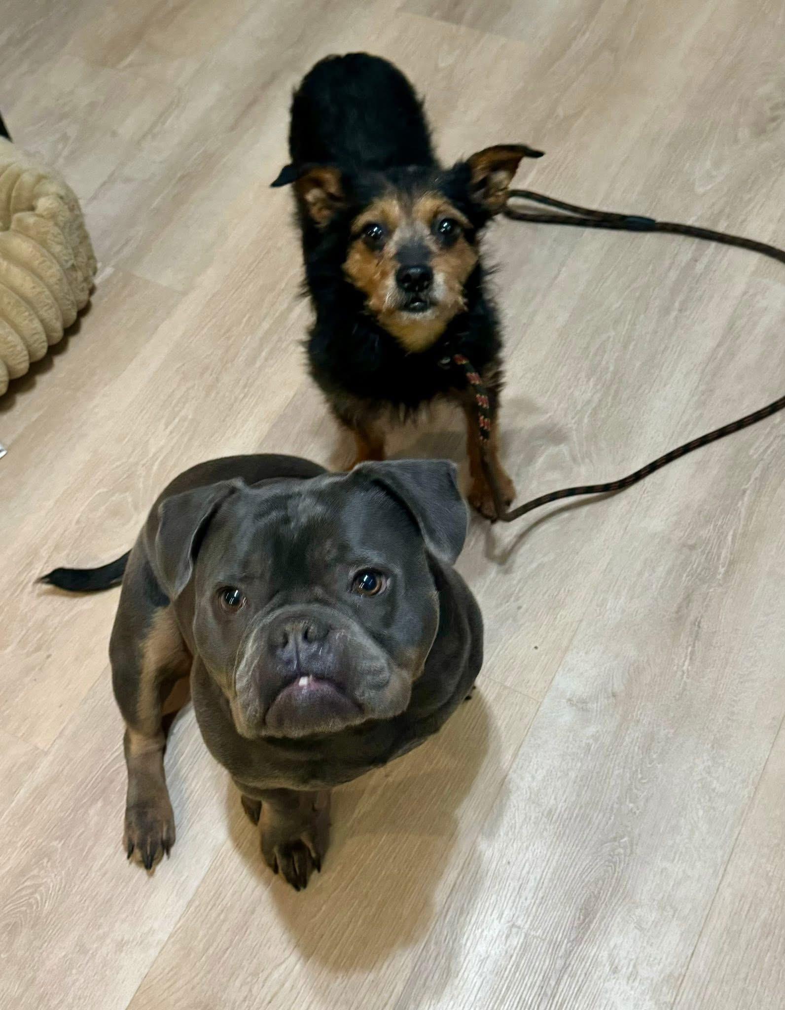 Enlarge Goji , a ADOPTABLE mixed breed in Yorktown, VA image 3/5