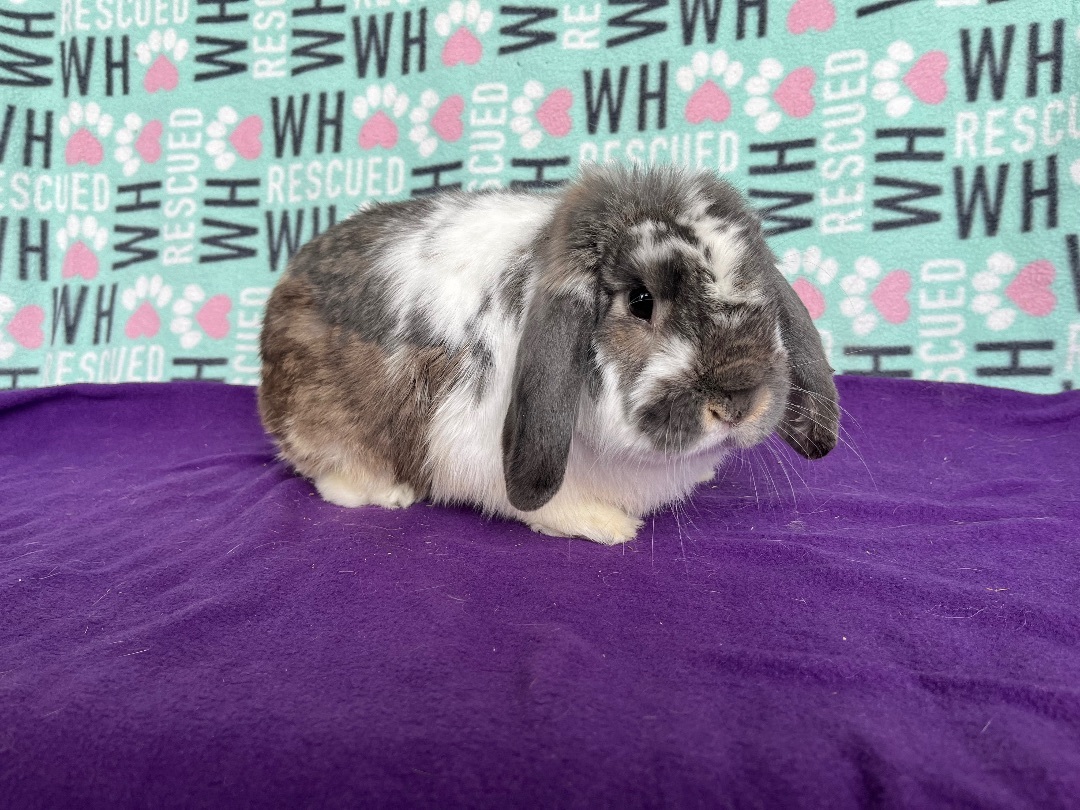 Krispy Kreme, Adoptable, Adult Male Mini Lop.
