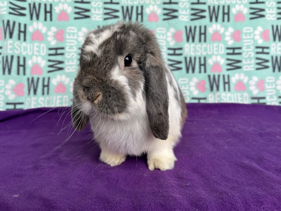 Enlarge Krispy Kreme, a Adoptable Mini Lop in Appleton, WI image 2/3