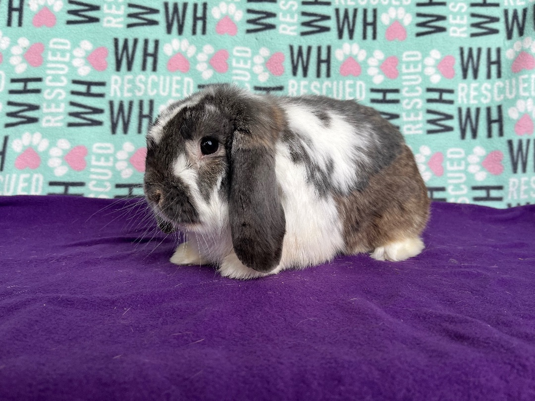Enlarge Krispy Kreme, a Adoptable Mini Lop in Appleton, WI image 3/3