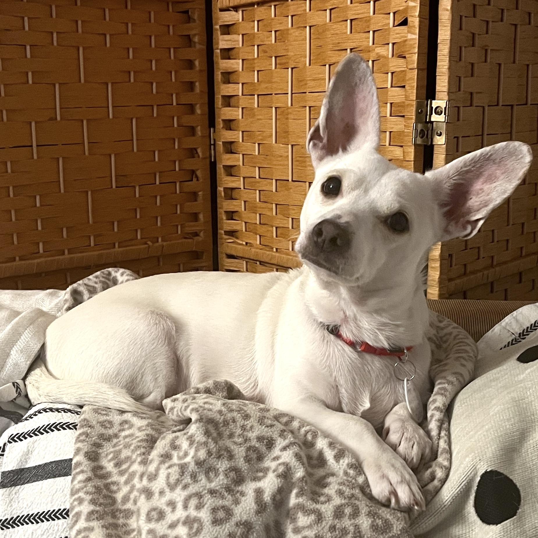 Southern, Adoptable, Adult Female Chihuahua.