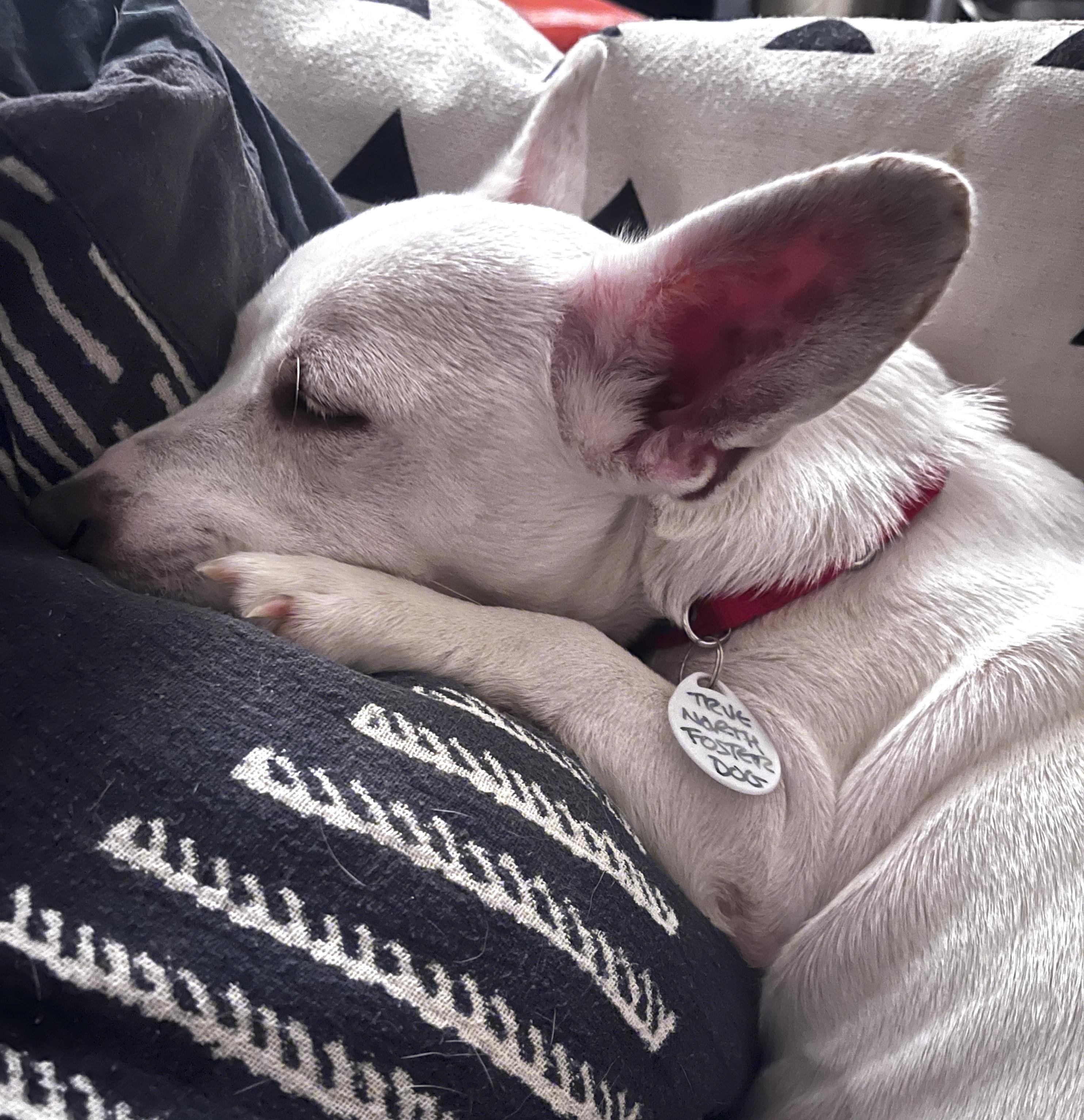 Enlarge Southern, a Adoptable mixed breed in Brooklyn, NY image 2/6