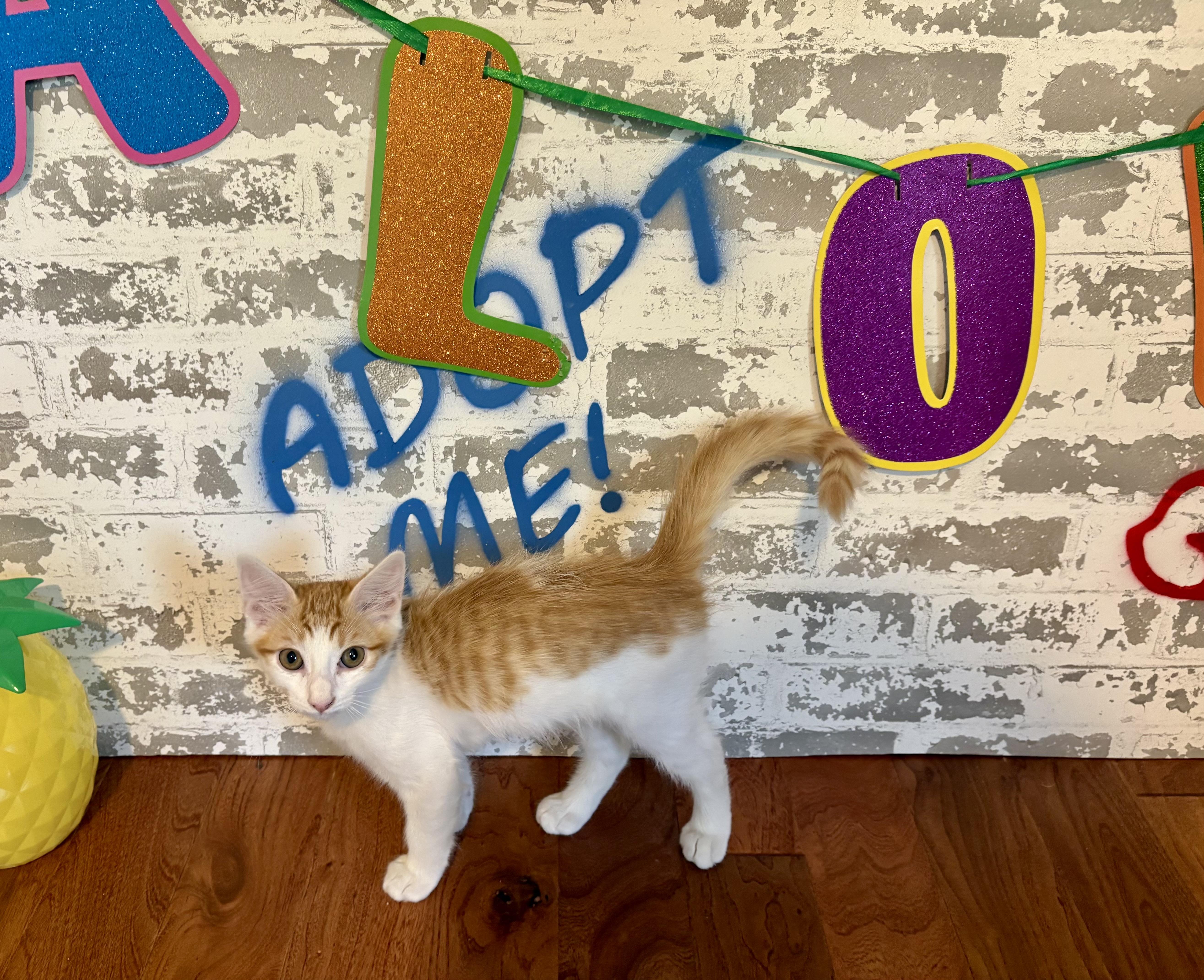 Ernie, ADOPTABLE, Kitten Male Domestic Short Hair.