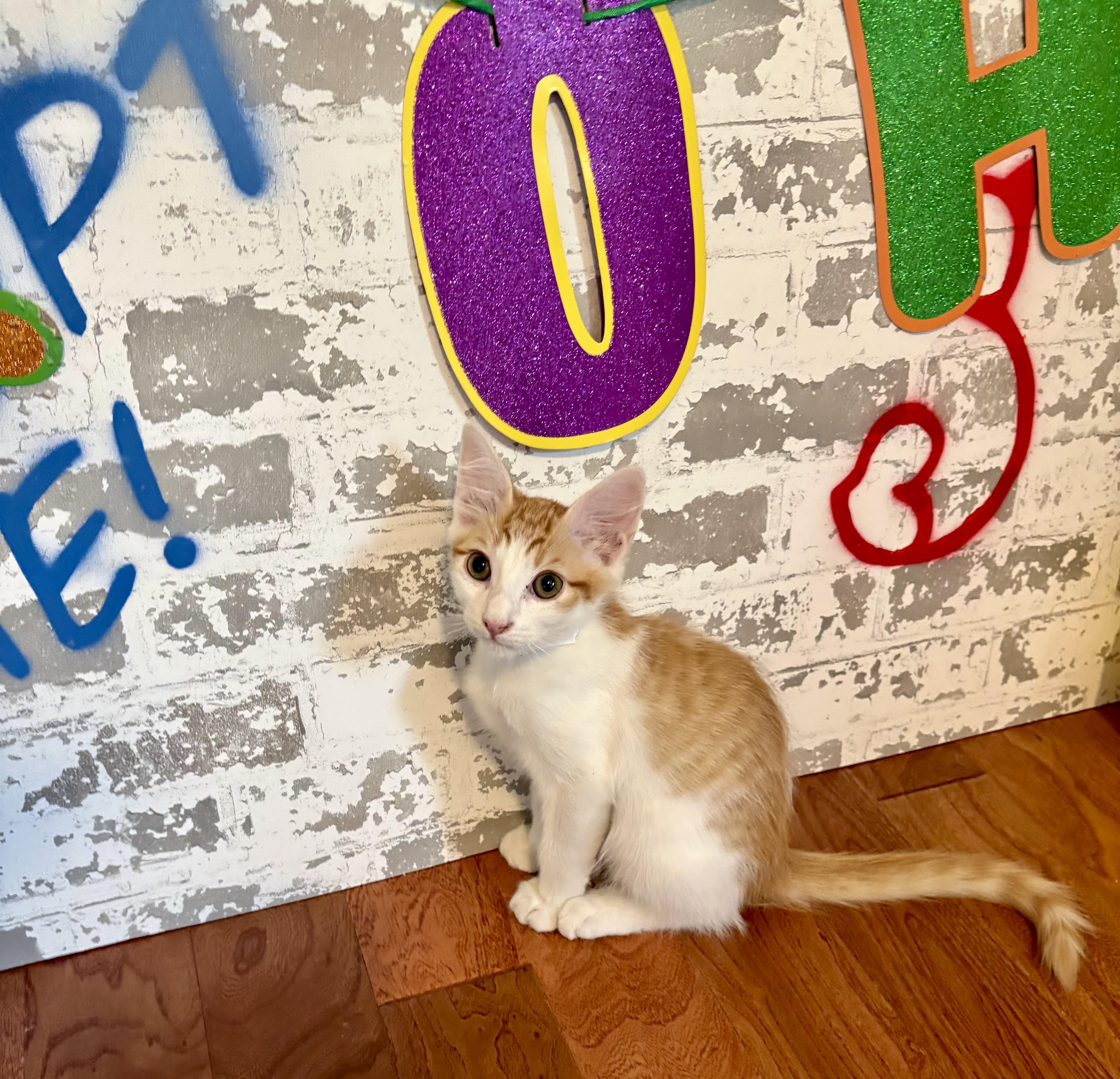 Ernie, a ADOPTABLE Domestic Short Hair in queen creek, AZ image 2/2