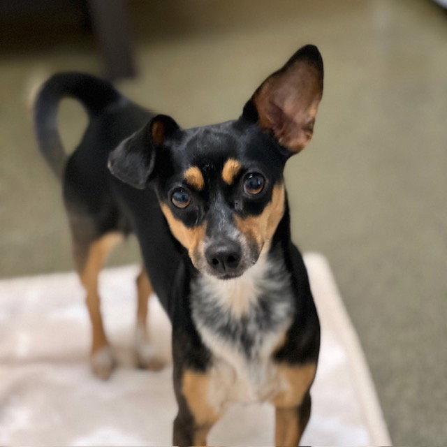 Enlarge Willa, a Adopted Chihuahua in Burlingame, CA image 1/1