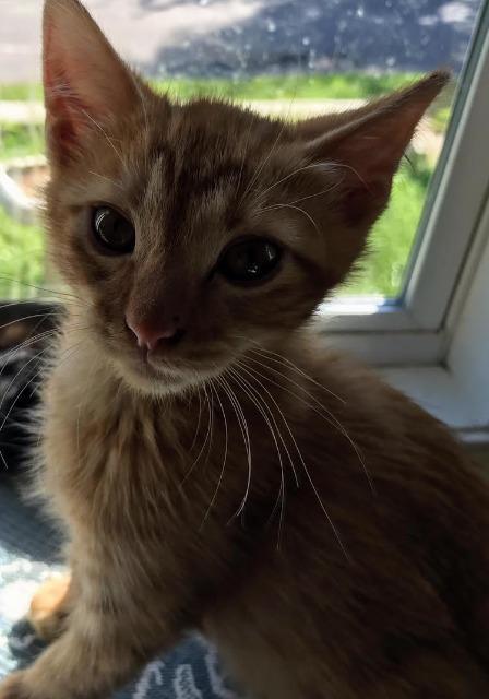Carter, Adopted, Adult Male Domestic Short Hair.