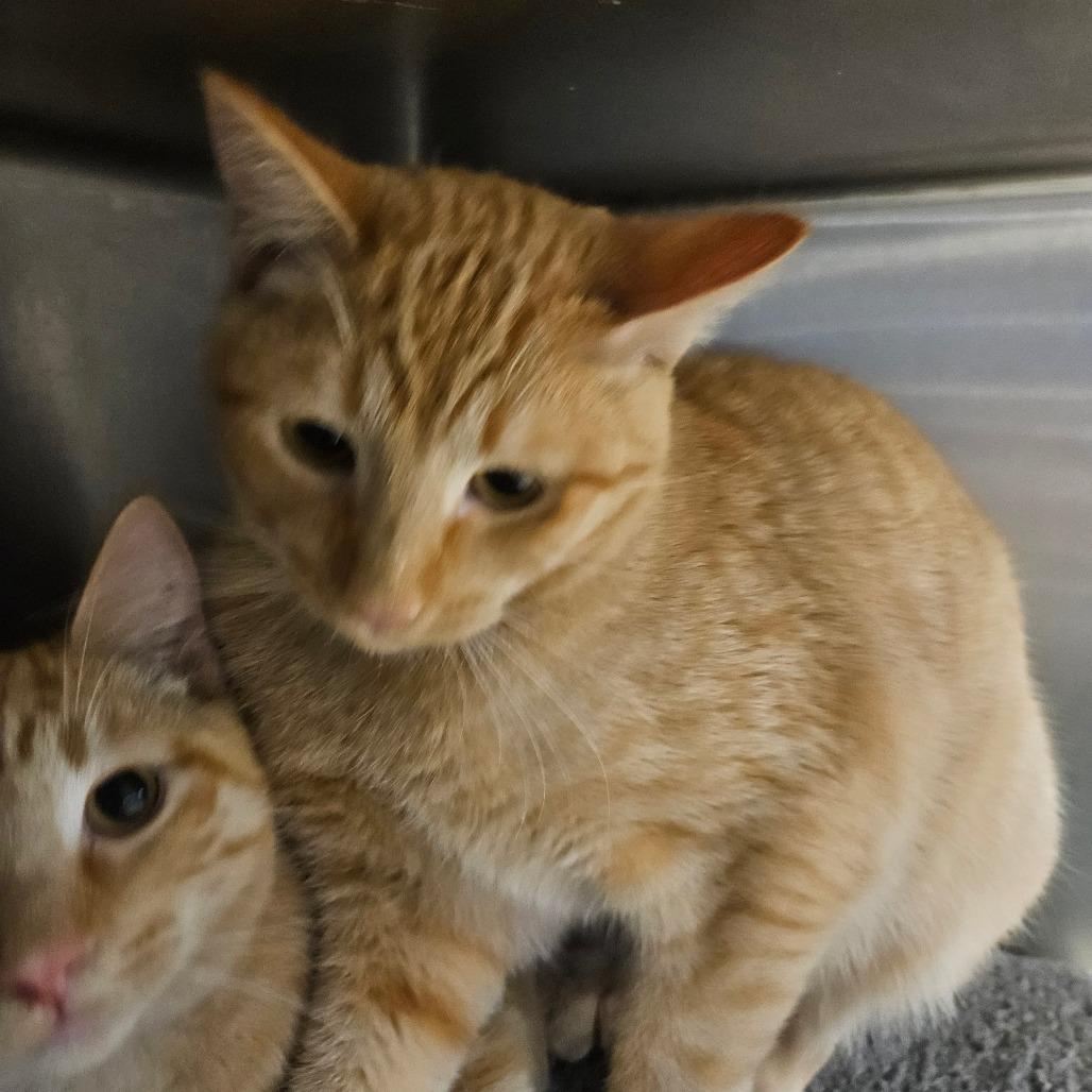 Milo, Adoptable, Young Male Domestic Short Hair.