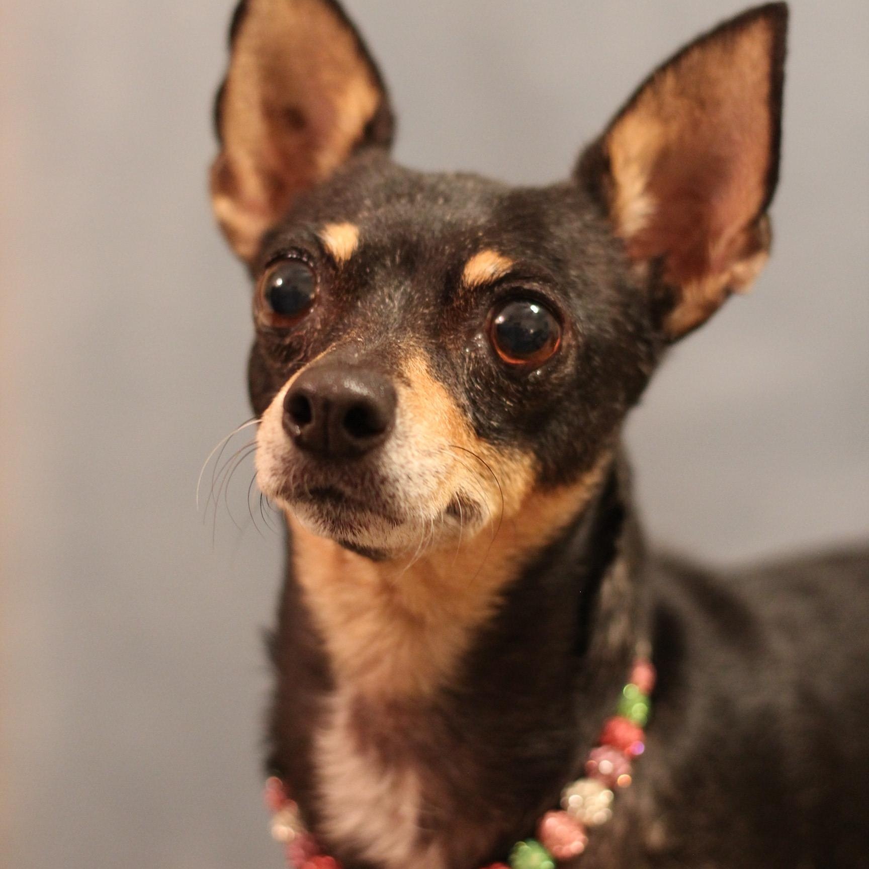 Rosa, Adoptable, Senior Female Chihuahua.