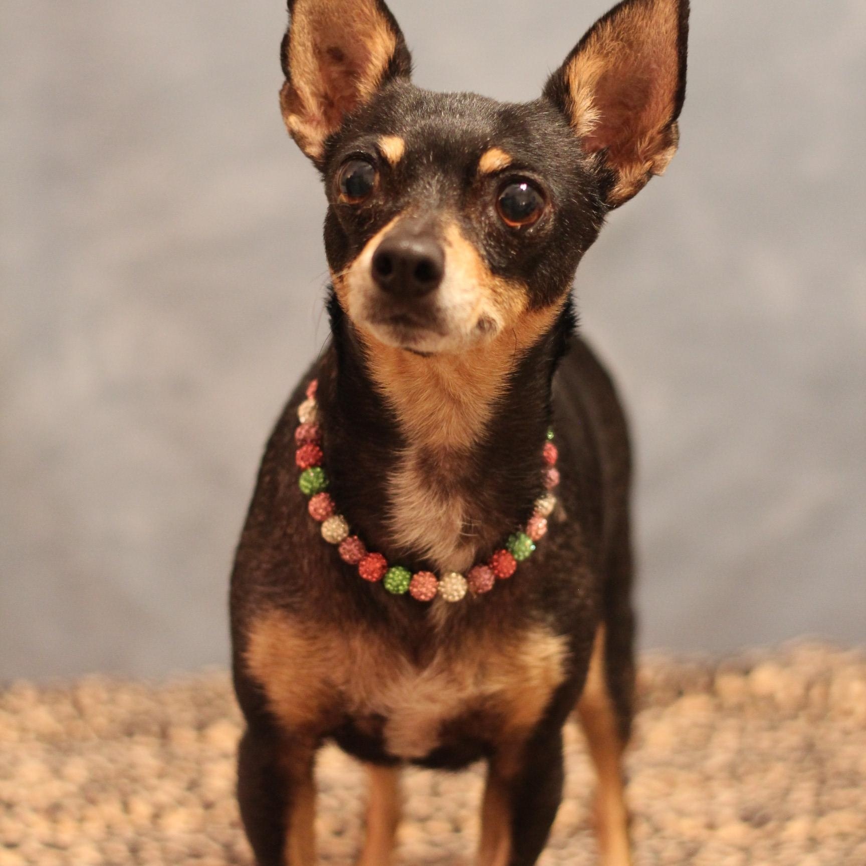 Rosa, a Adoptable mixed breed in Yukon, OK image 2/3