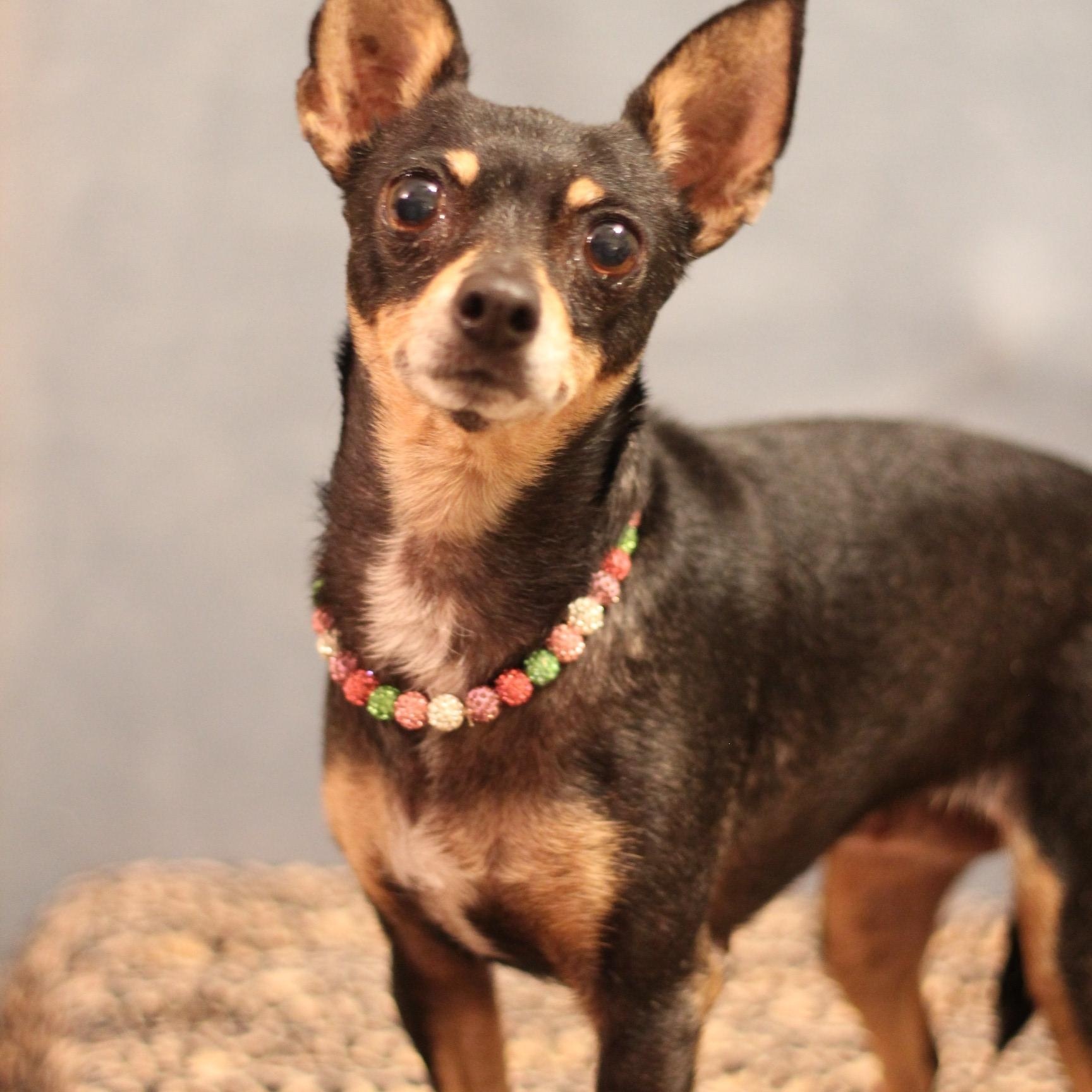 Rosa, a Adoptable mixed breed in Yukon, OK image 3/3