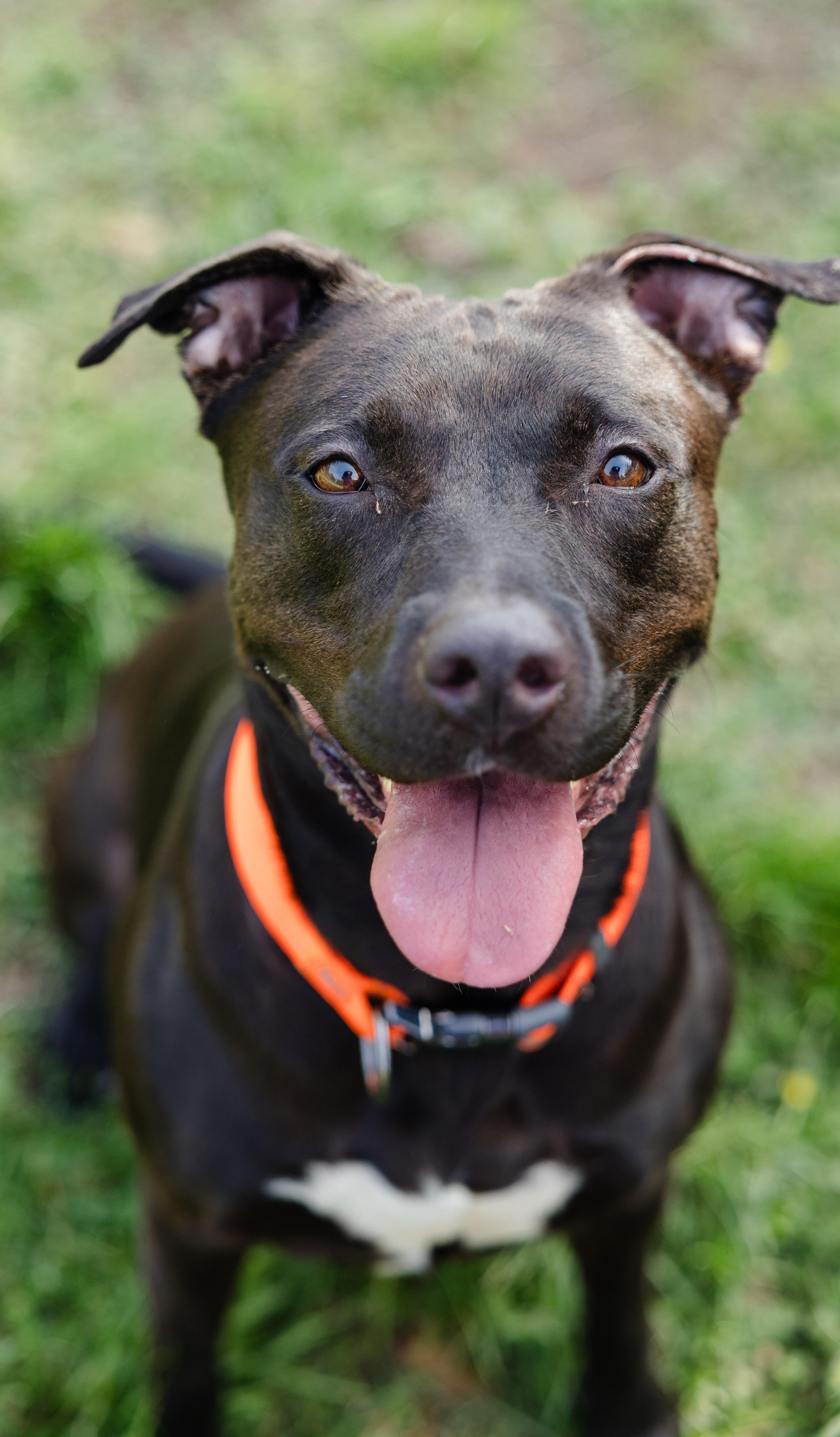 Enlarge Athena, a ADOPTABLE mixed breed in Newburgh, IN image 3/3