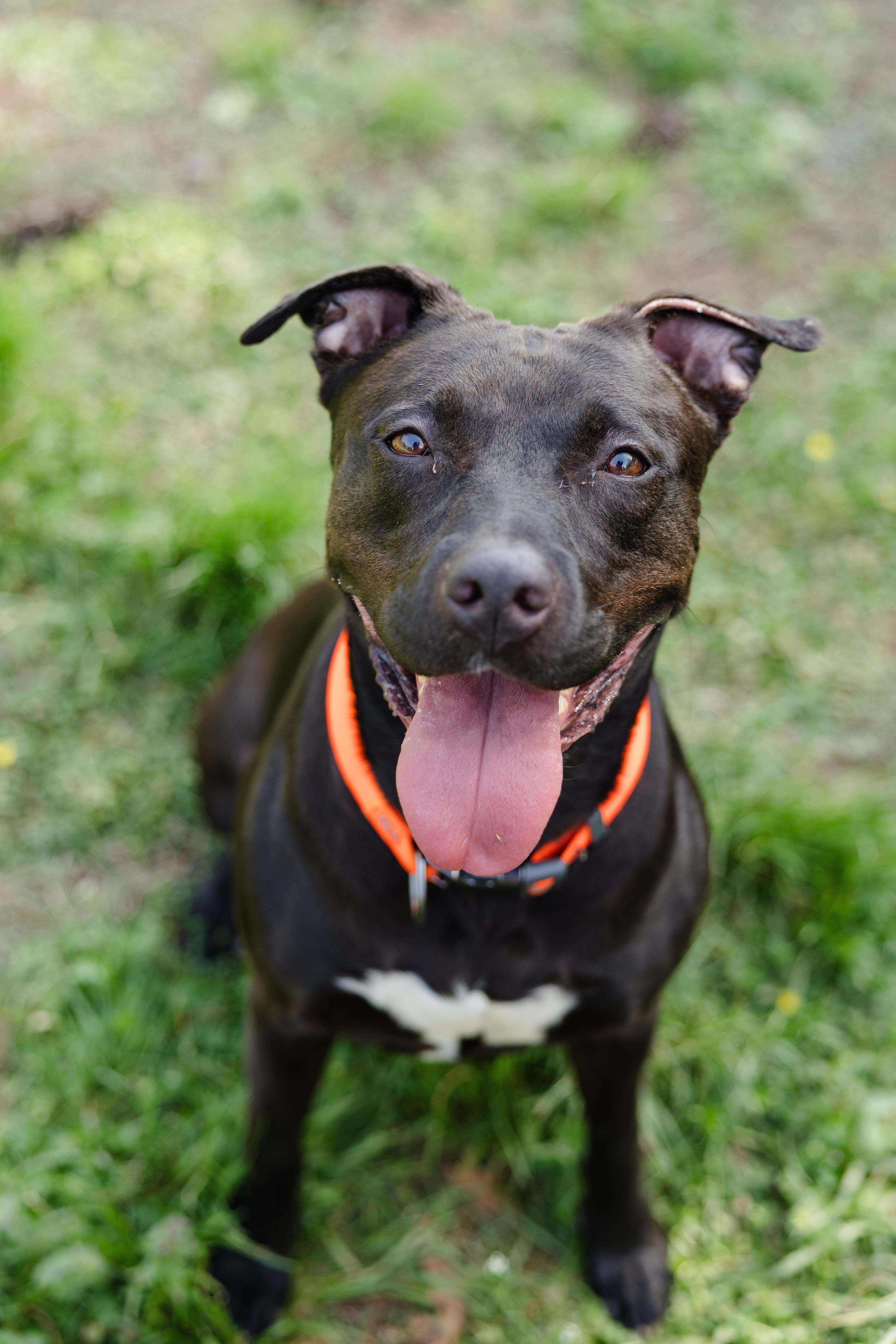 Enlarge Athena, a ADOPTABLE mixed breed in Newburgh, IN image 2/3
