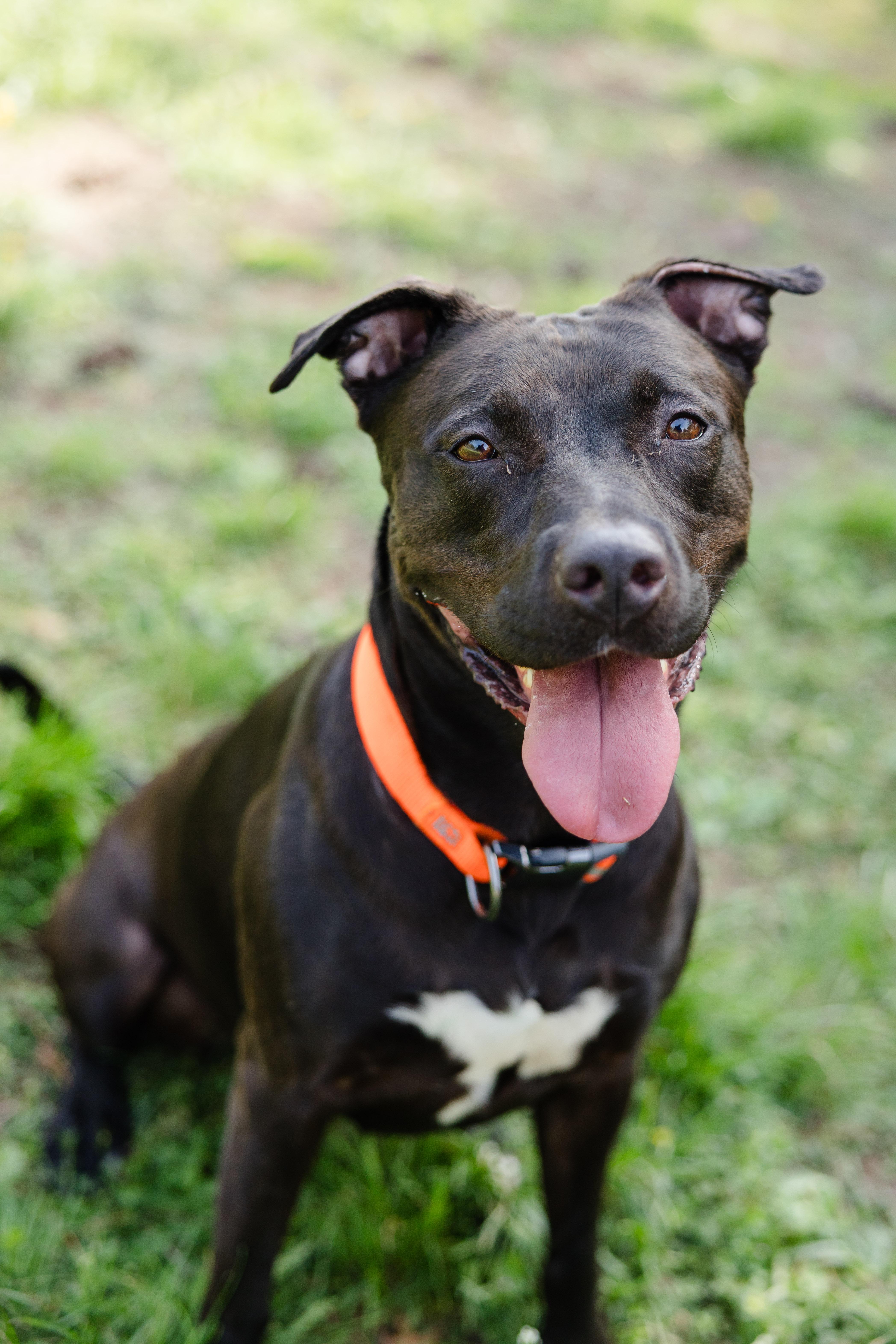 Athena, ADOPTABLE, Adult Female Terrier.