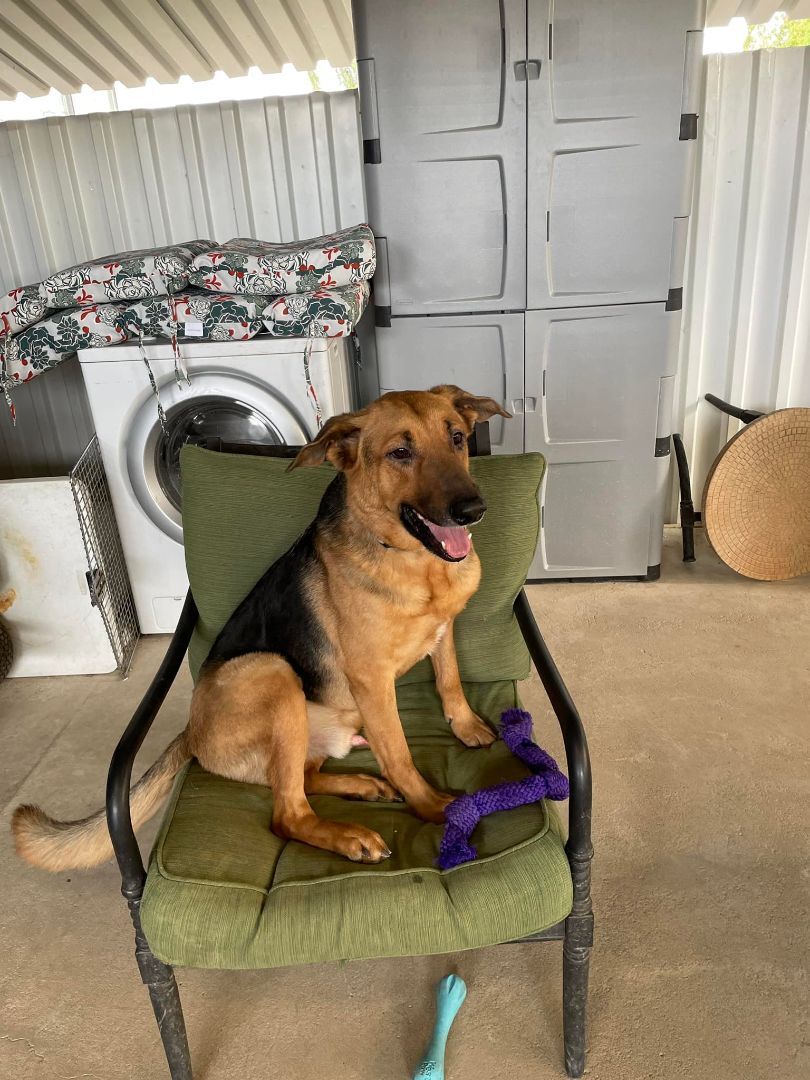 Enlarge Howie, a Adoptable German Shepherd Dog in Glendale, AZ image 2/12