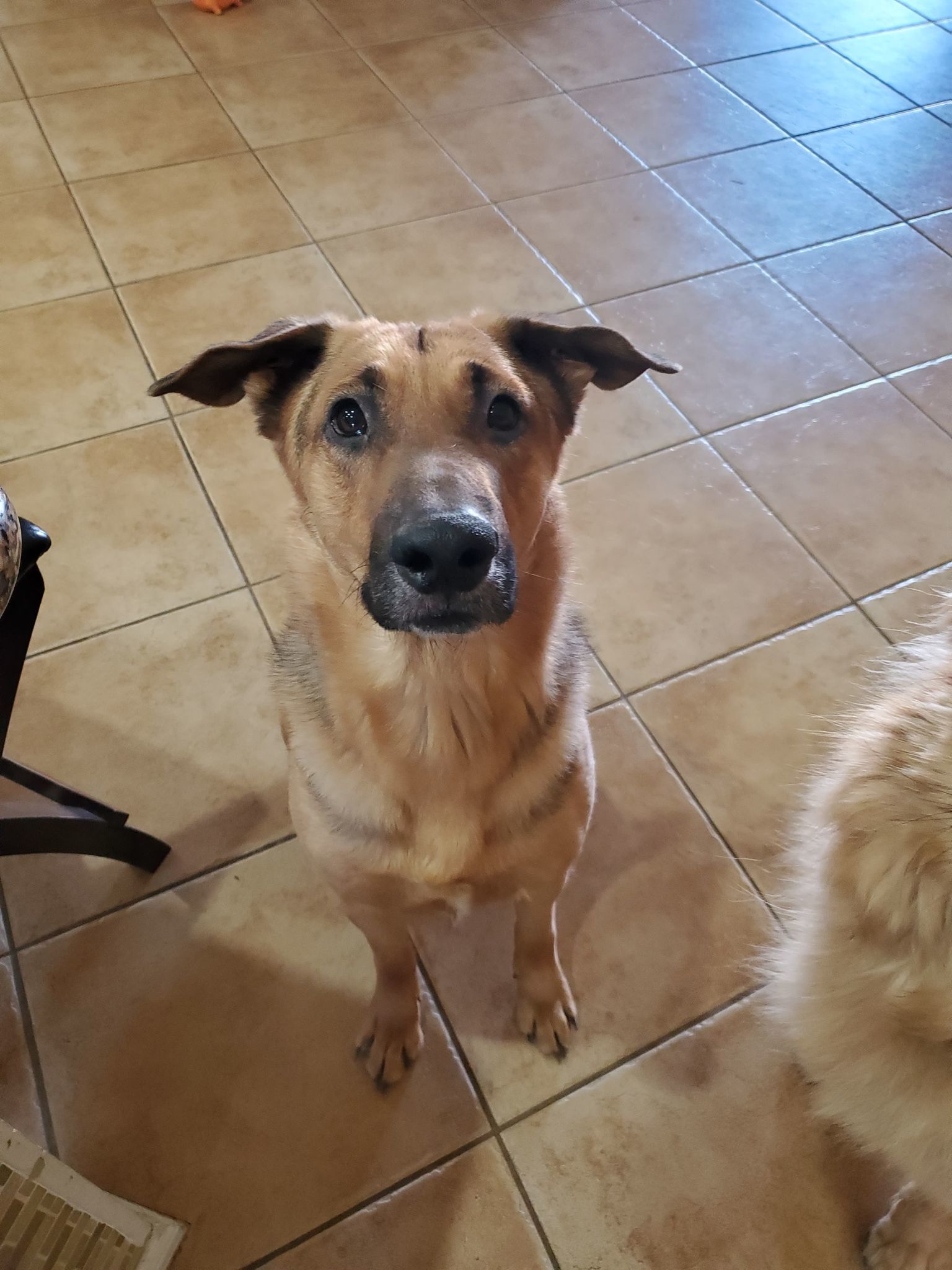 Enlarge Howie, a Adoptable German Shepherd Dog in Glendale, AZ image 3/12