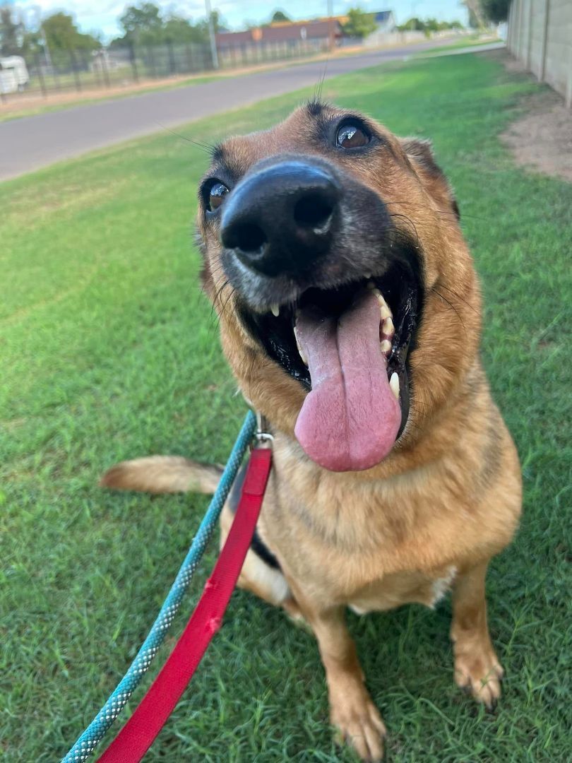 Enlarge Howie, a Adoptable German Shepherd Dog in Glendale, AZ image 4/12