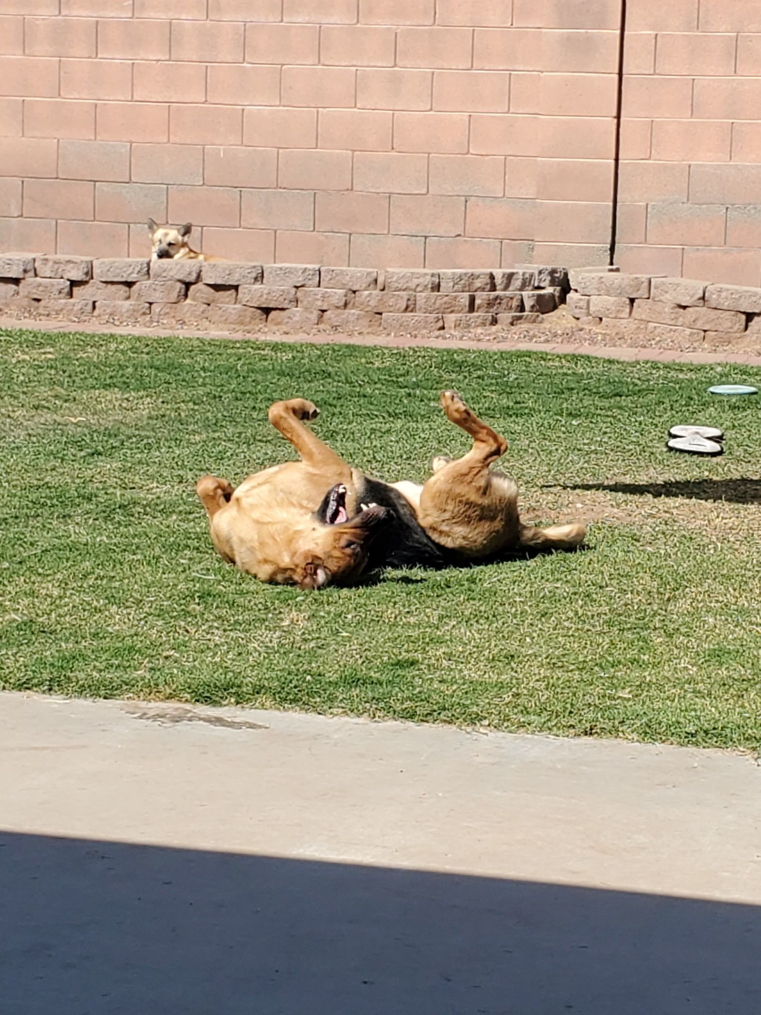 Enlarge Howie, a Adoptable German Shepherd Dog in Glendale, AZ image 5/12