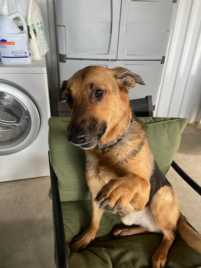 Enlarge Howie, a Adoptable German Shepherd Dog in Glendale, AZ image 6/12