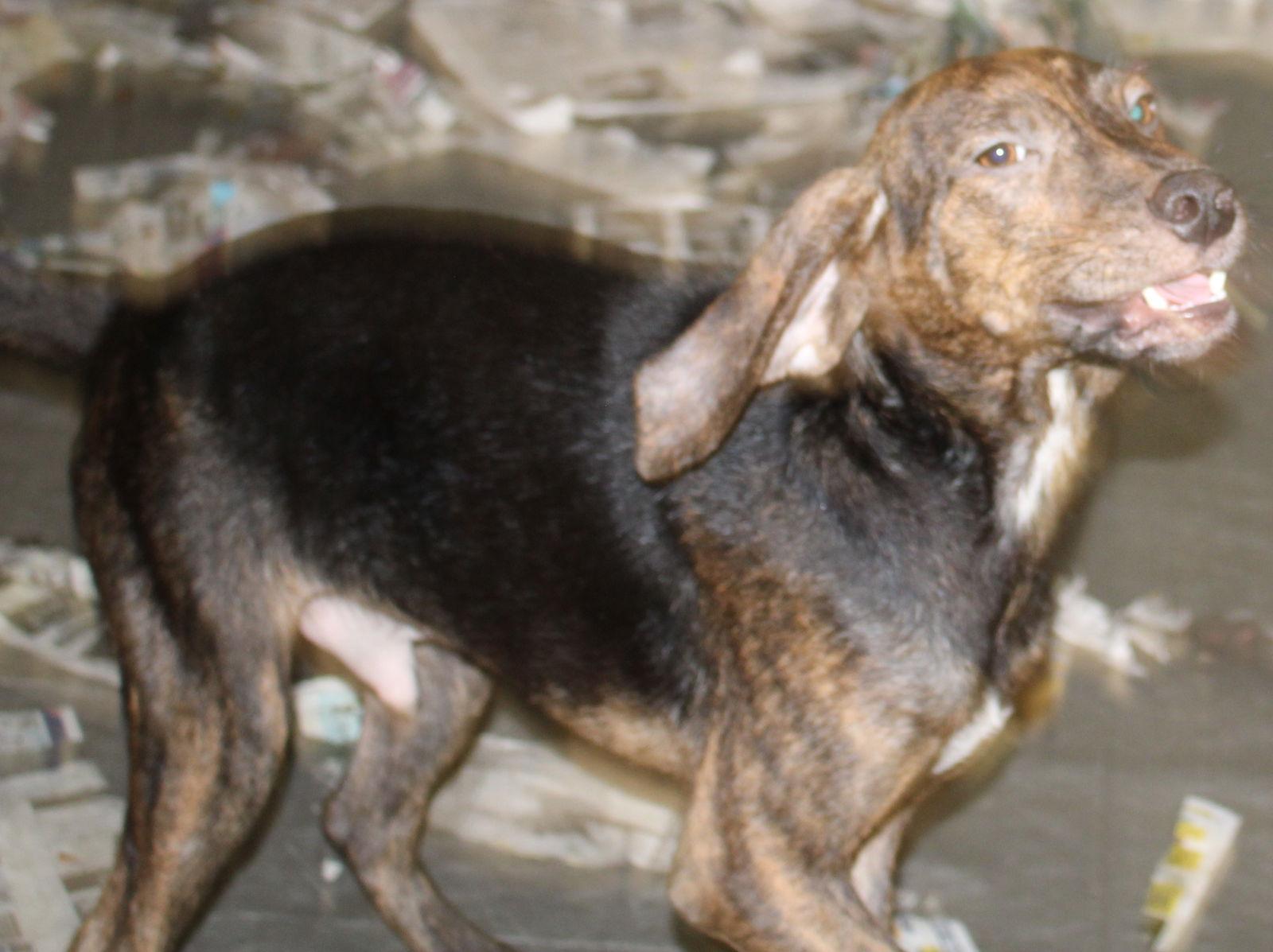 Harlan, Adoptable, Adult Male Hound & Mountain Cur.