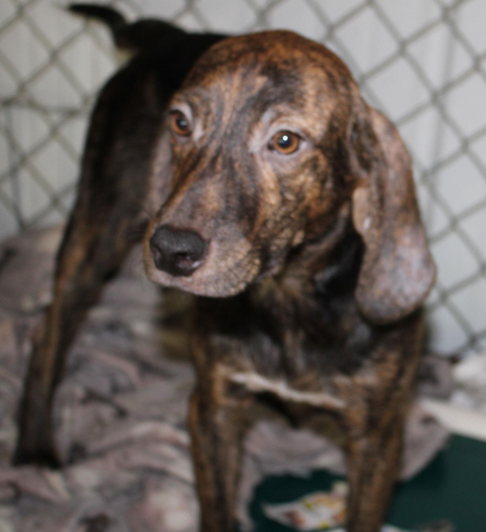 Enlarge Harlan, a Adoptable mixed breed in Frenchburg, KY image 2/3