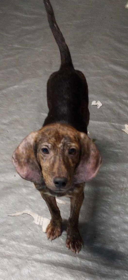 Enlarge Harlan, a Adoptable mixed breed in Frenchburg, KY image 3/3