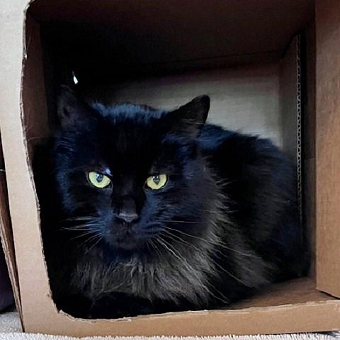 Enlarge Merlin, a ADOPTABLE Domestic Long Hair in Salt Lake City, UT image 1/1