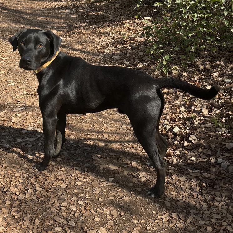 Enlarge Xena, a Adoptable Black Labrador Retriever in Mount Pleasant, TX image 2/6
