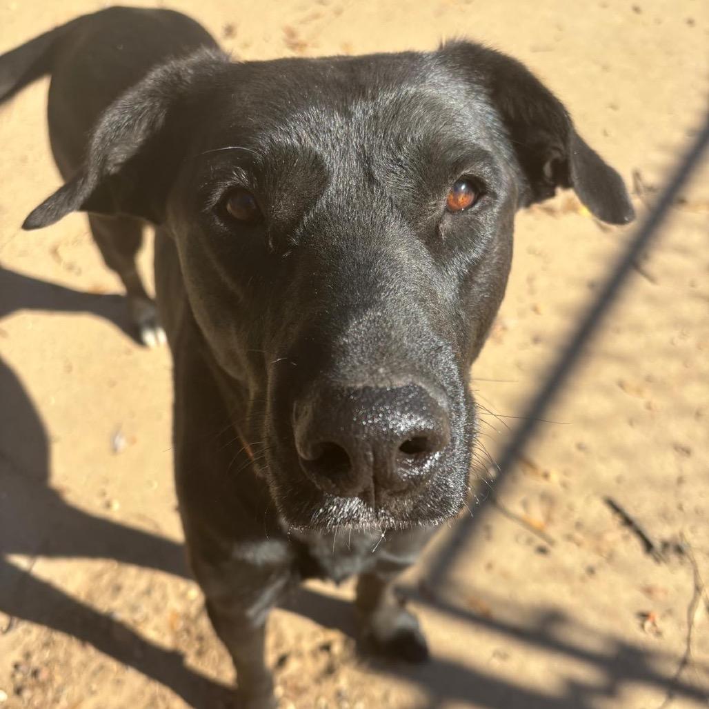 Enlarge Xena aka Rachel, a Adoptable Black Labrador Retriever in Mount Pleasant, TX image 4/6