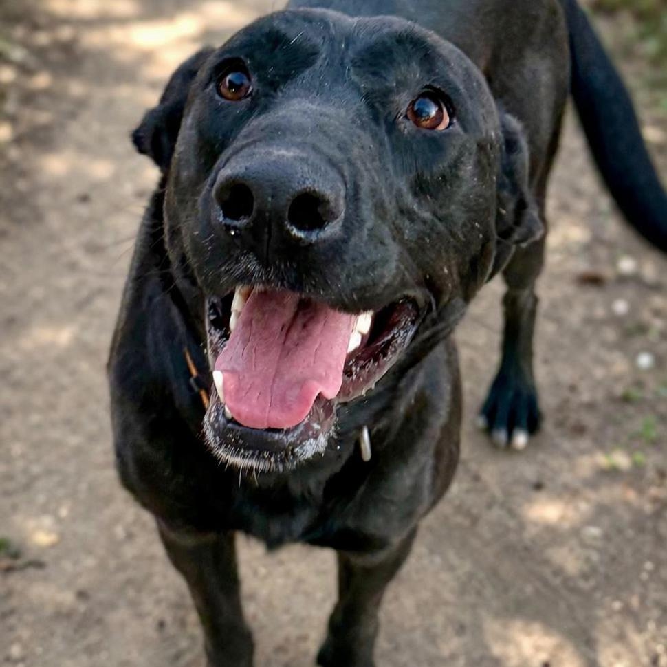 Enlarge Xena, a Adoptable Black Labrador Retriever in Mount Pleasant, TX image 2/6