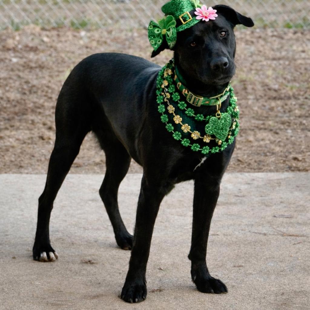 Enlarge Xena, a Adoptable Black Labrador Retriever in Mount Pleasant, TX image 3/6